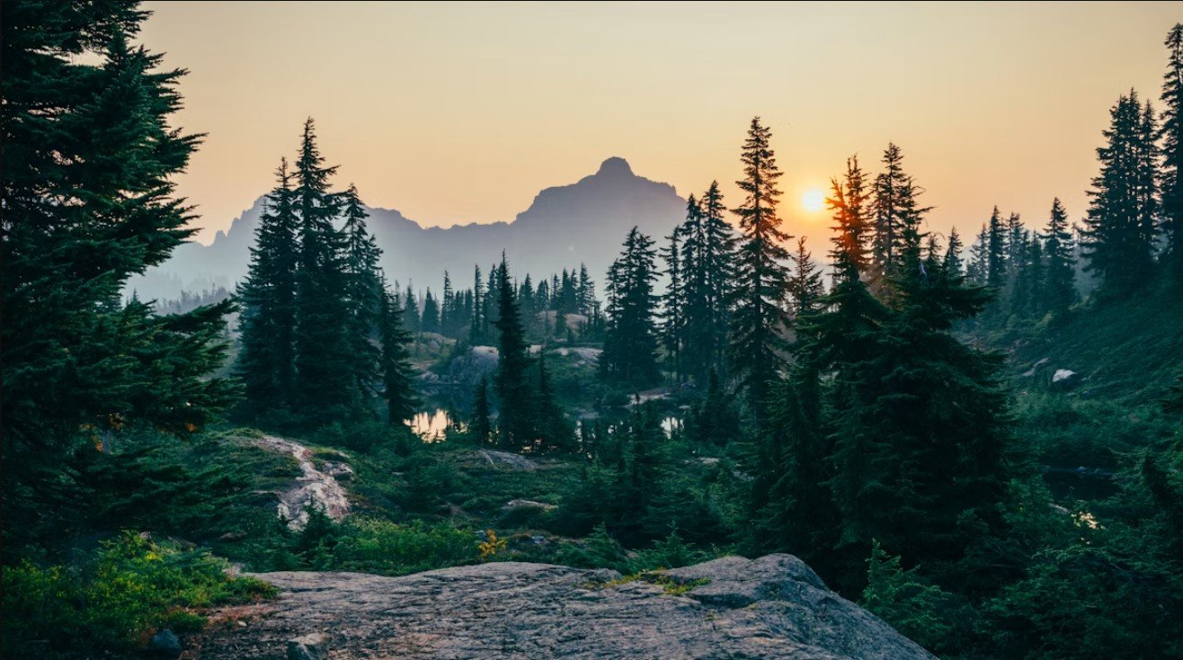 Managed forest and timber resources